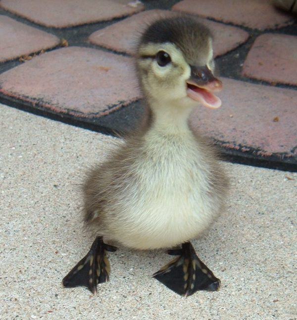 Obrázek duckie