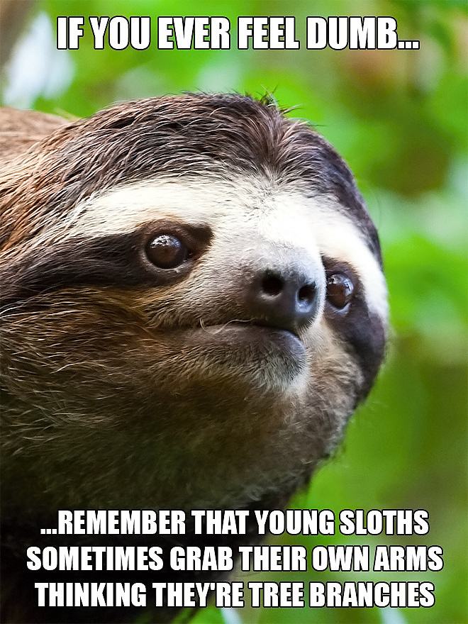 Obrázek dumb-sloths
