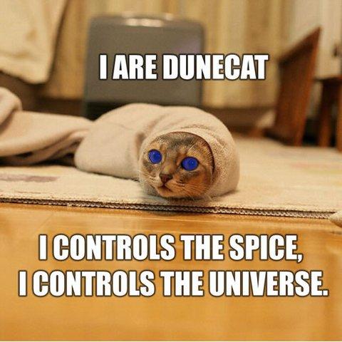 Obrázek dune-cat