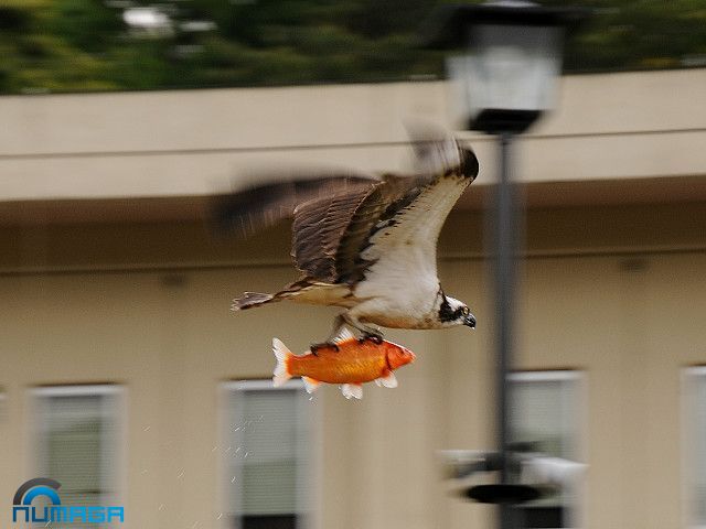 Obrázek eagle riding golden fish