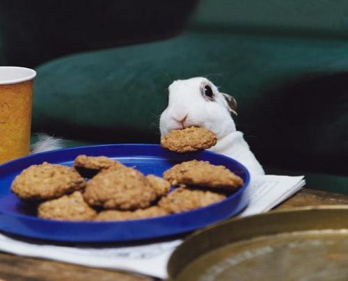 Obrázek easterbunny eating  cookies