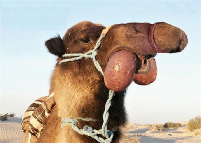 Obrázek eat-camel