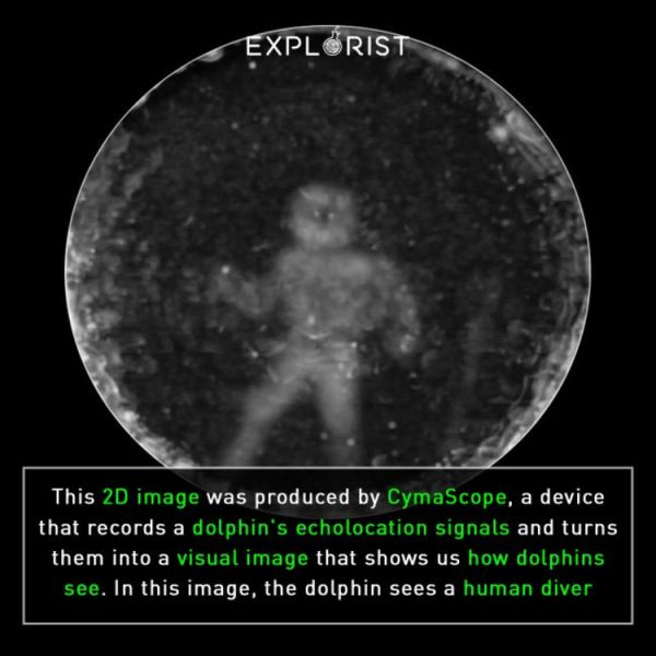 Obrázek echolokace prevedena na 2D snimek