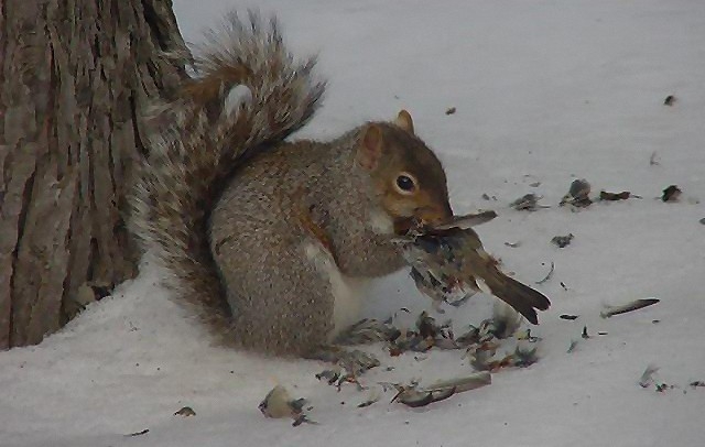Obrázek eekhoorn