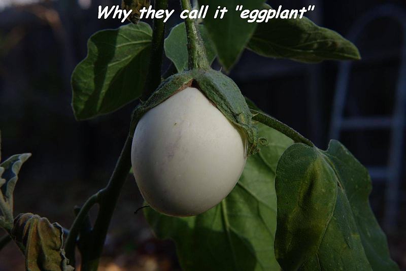 Obrázek eggplant   