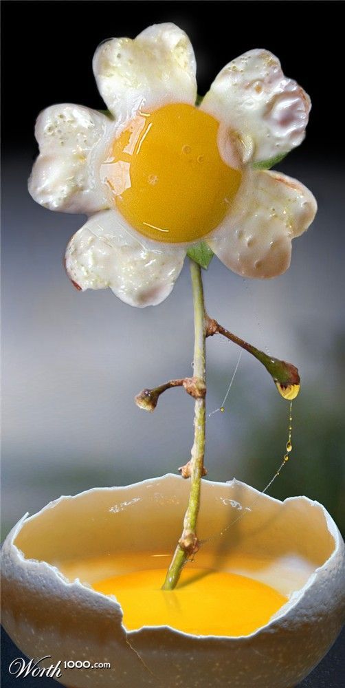Obrázek eggs flower