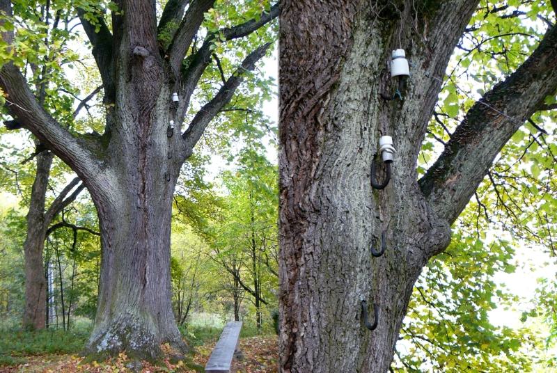 Obrázek electric tree