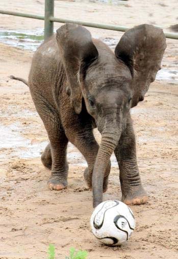 Obrázek elephant football