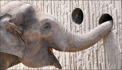 Obrázek elephant gloryhole