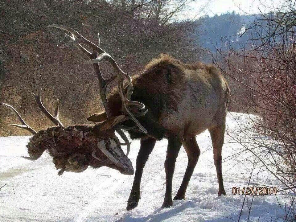 Obrázek elk on elk