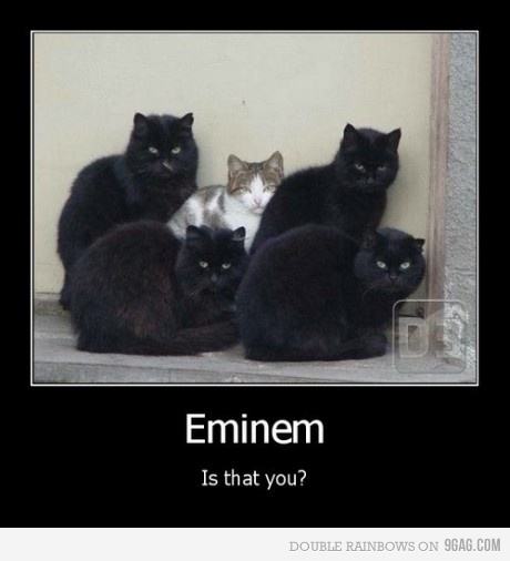 Obrázek eminem cat