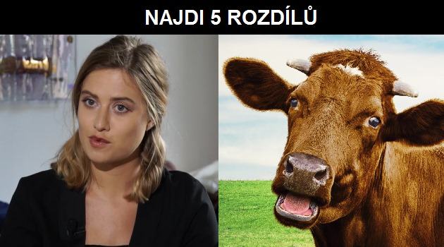 Obrázek emma kravka