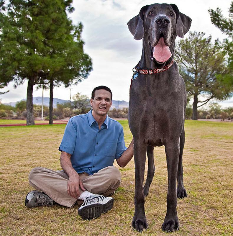 Obrázek english mastiff