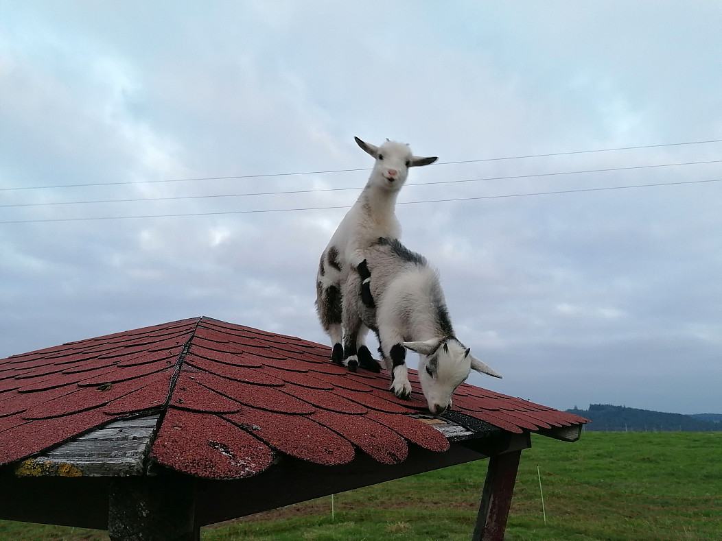 Obrázek enjoying it