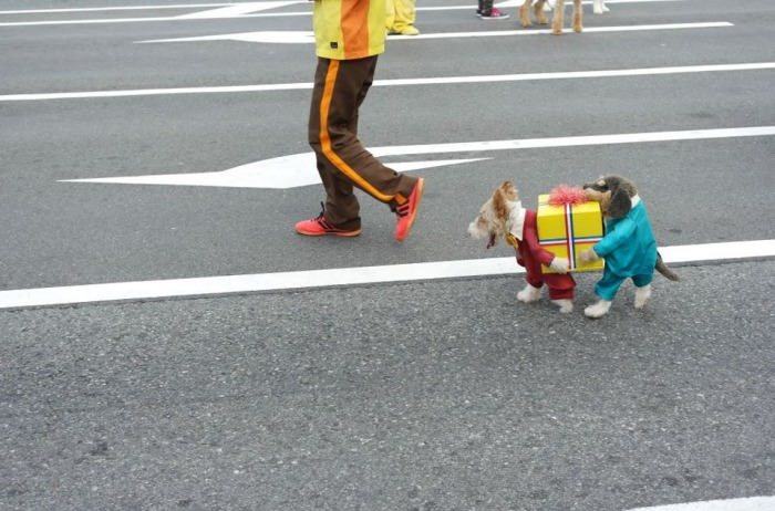 Obrázek epic dog costume