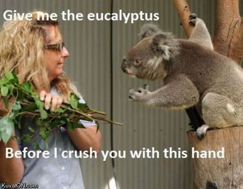 Obrázek eucalyptus