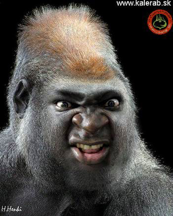 Obrázek evoluce gorila