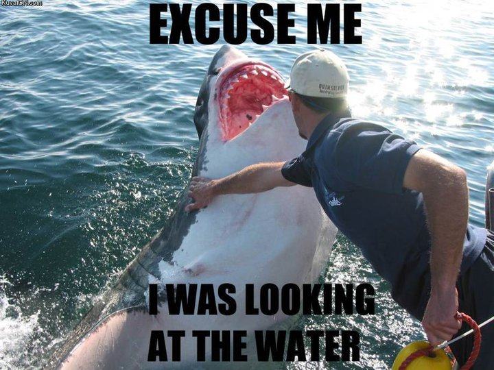 Obrázek excuse me shark