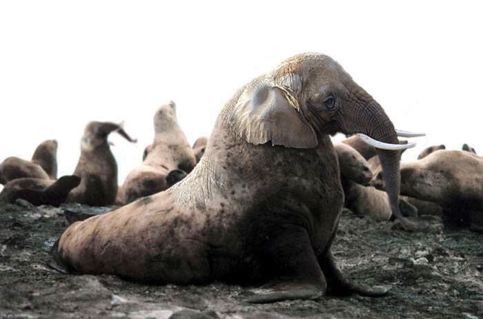 Obrázek fake animals22