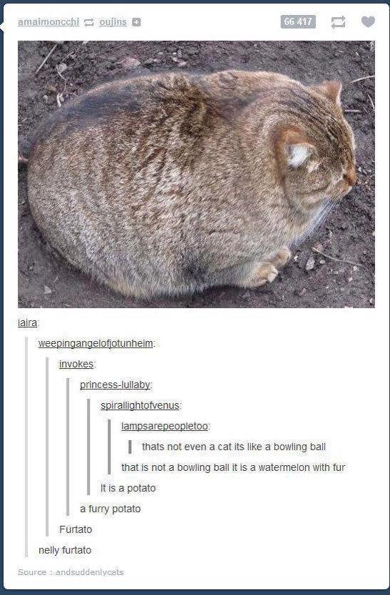Obrázek fat cat