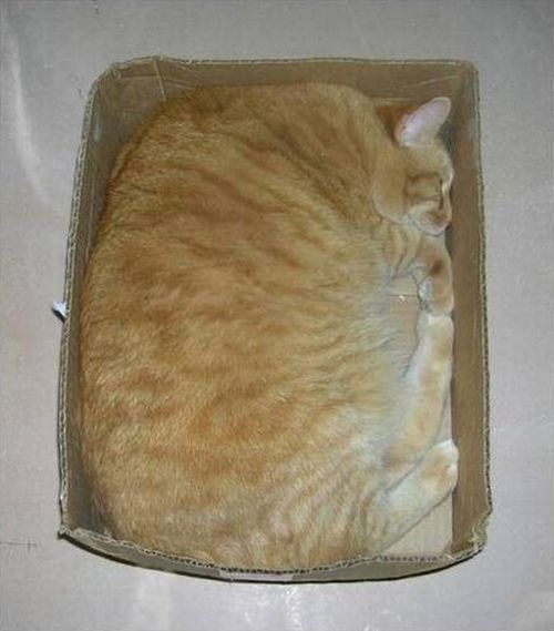 Obrázek fat cat in box