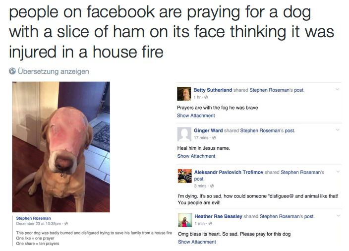 Obrázek fb&nbsp;dog