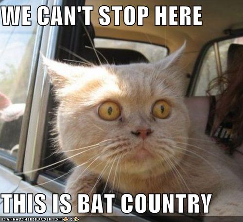 Obrázek fear and loathing cat
