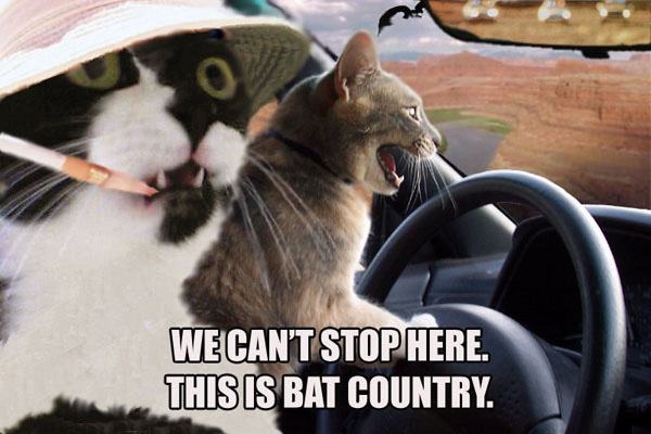 Obrázek fear and loathing cats