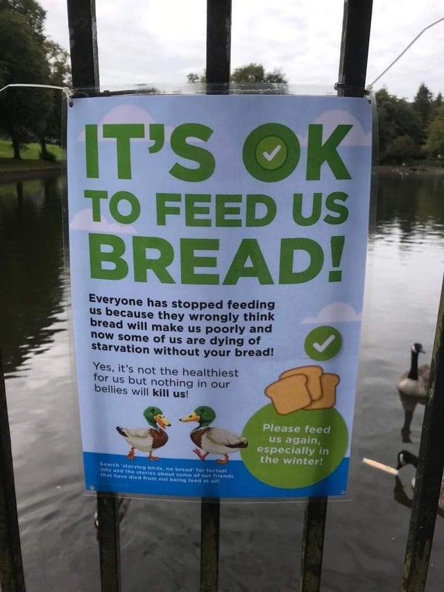 Obrázek feed ducks again