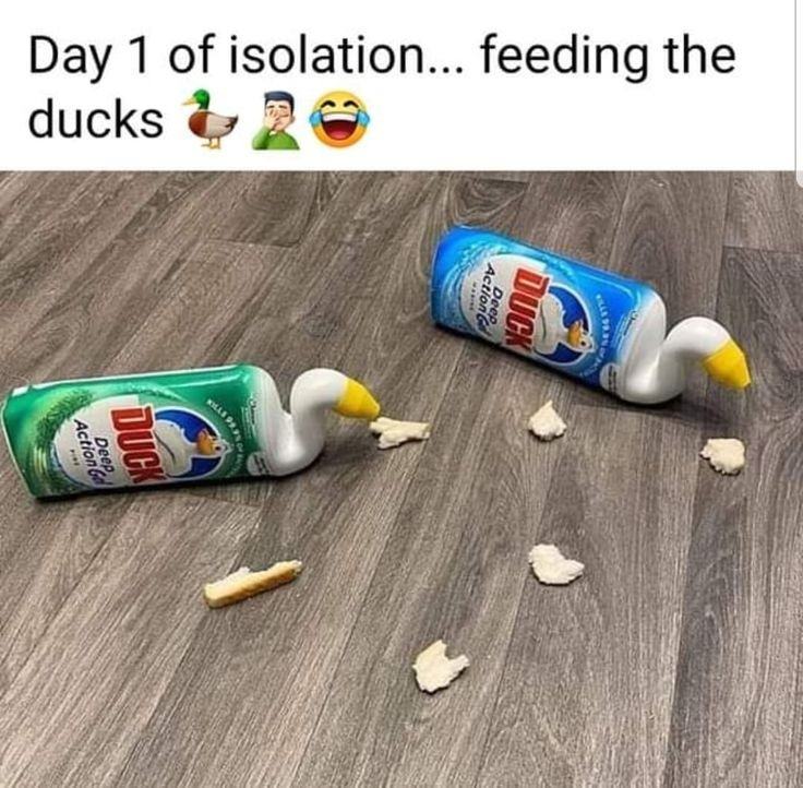 Obrázek feeduck
