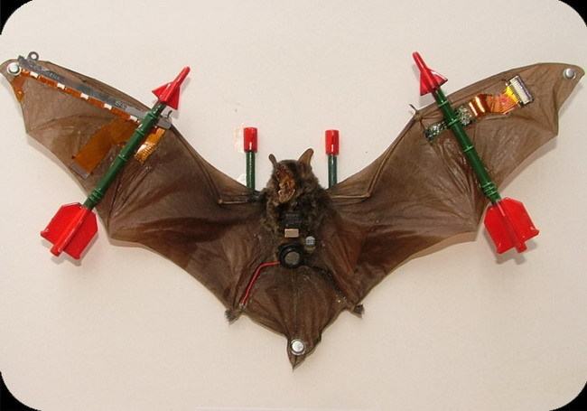 Obrázek fighter bat