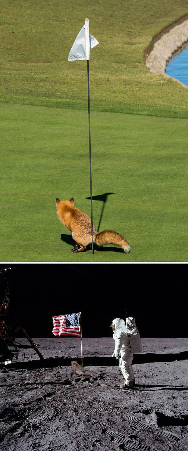 Obrázek firstFOX