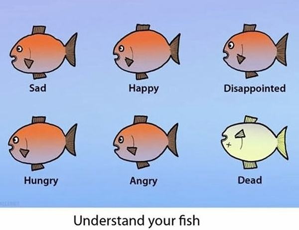 Obrázek fish meme