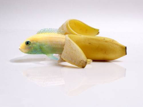 Obrázek fishbanana