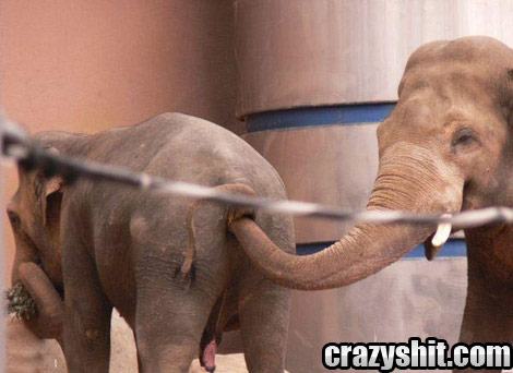 Obrázek fisting-elephant