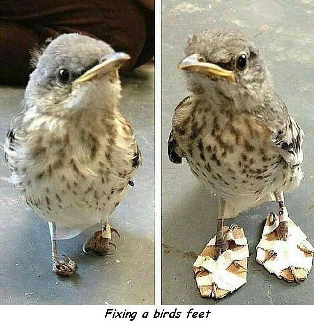 Obrázek fixing bird feet