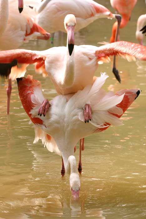 Obrázek flamingo sex