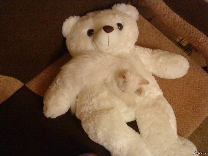 Obrázek fluffy teddy