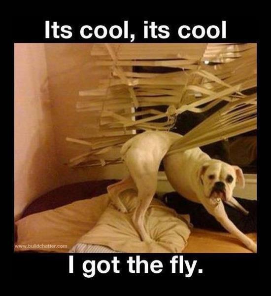 Obrázek fly dog