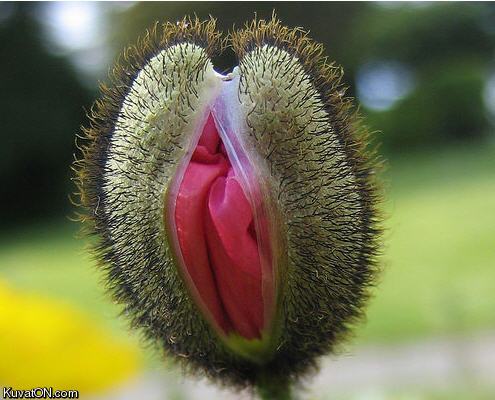 Obrázek fly trap