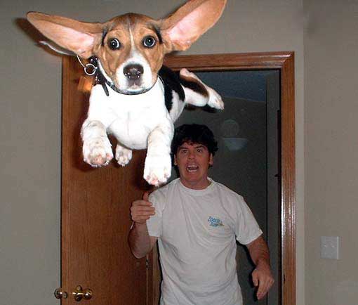 Obrázek flying dog