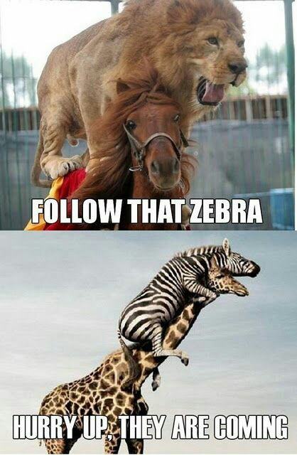 Obrázek follow that zebra