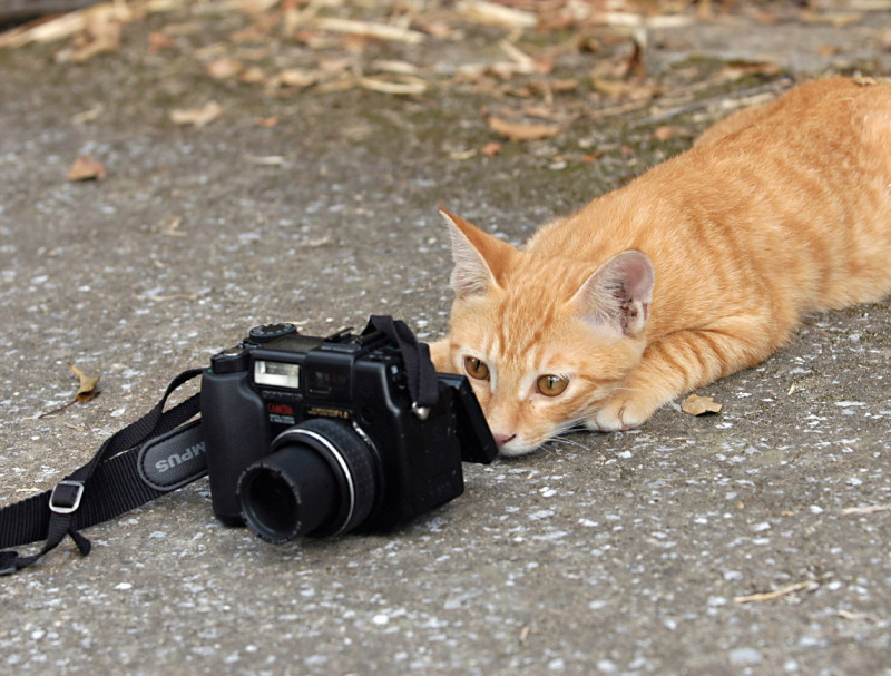 Obrázek fotoreporter