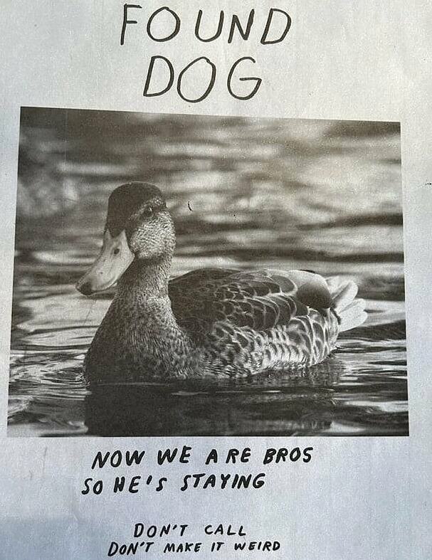 Obrázek found dog