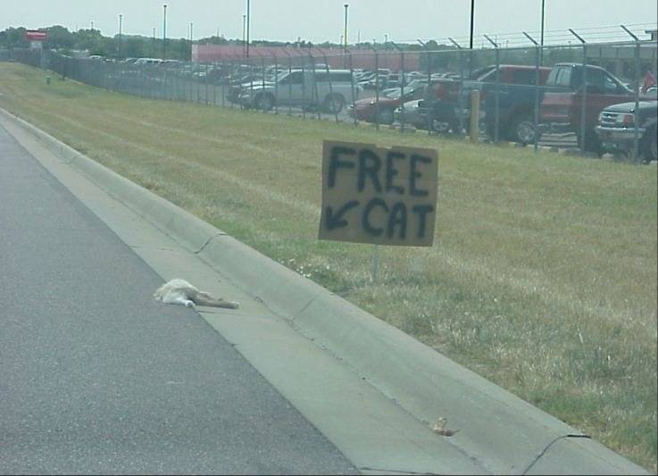 Obrázek free cat