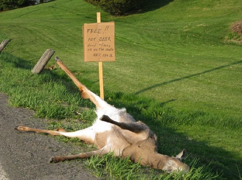 Obrázek free pet deer