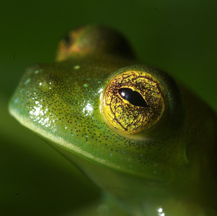 Obrázek frog eye