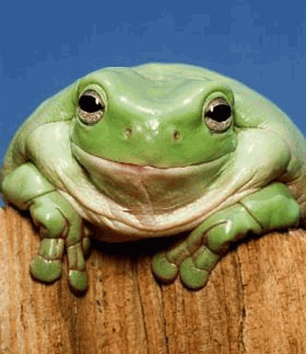 Obrázek frogsmile