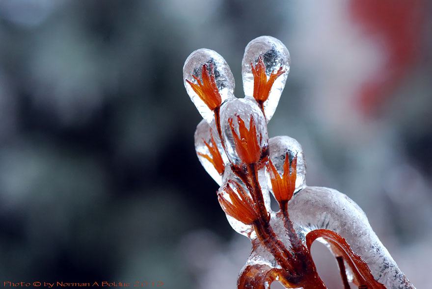 Obrázek frozen-ice-art-12  880
