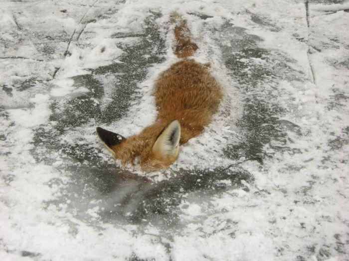 Obrázek frozen firefox